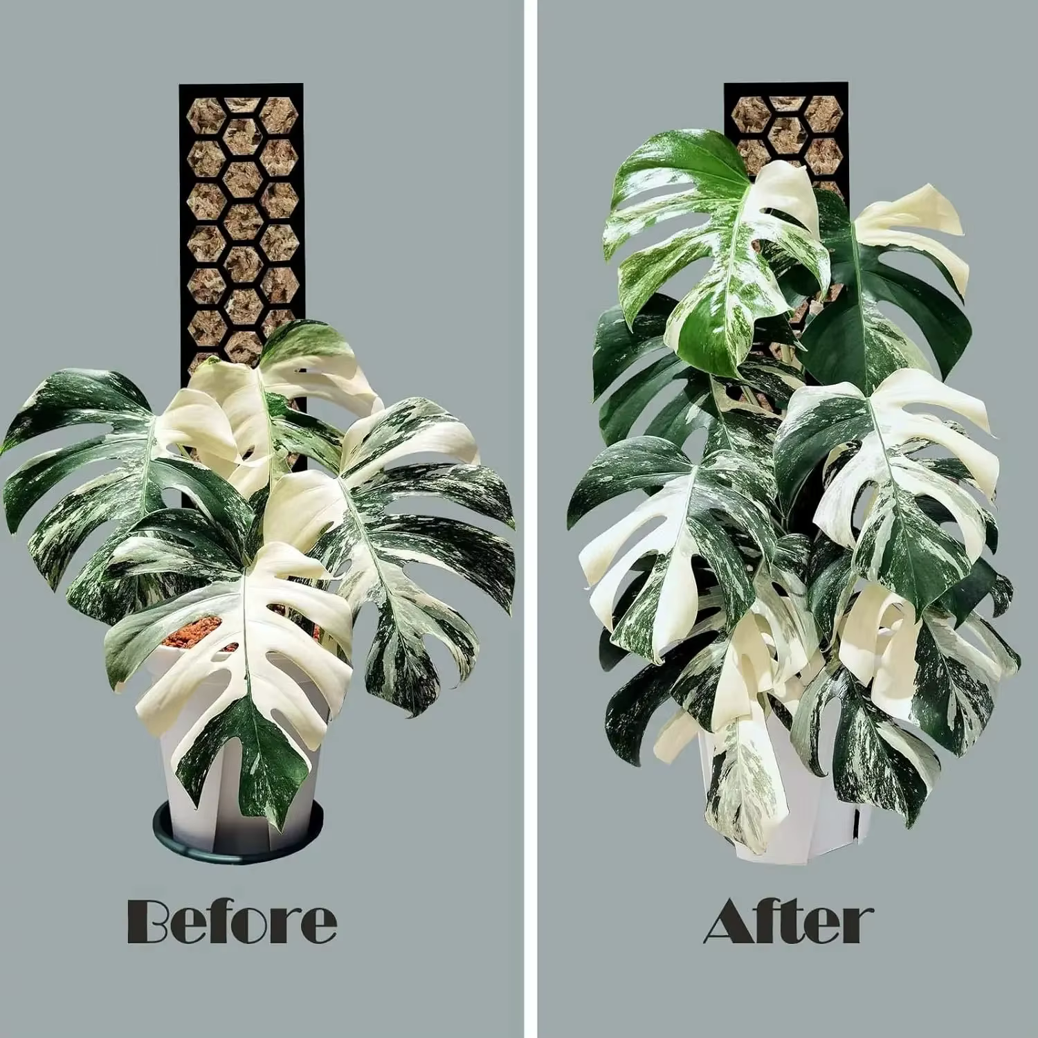 3 piquets de mousse en plastique extensibles pour l'entraînement des plantes grimpantes d'intérieur comme le Monstera pour une croissance verticale