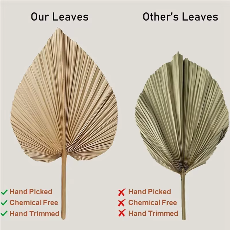 !2025 4 pièces de feuilles de palmier séchées naturelles