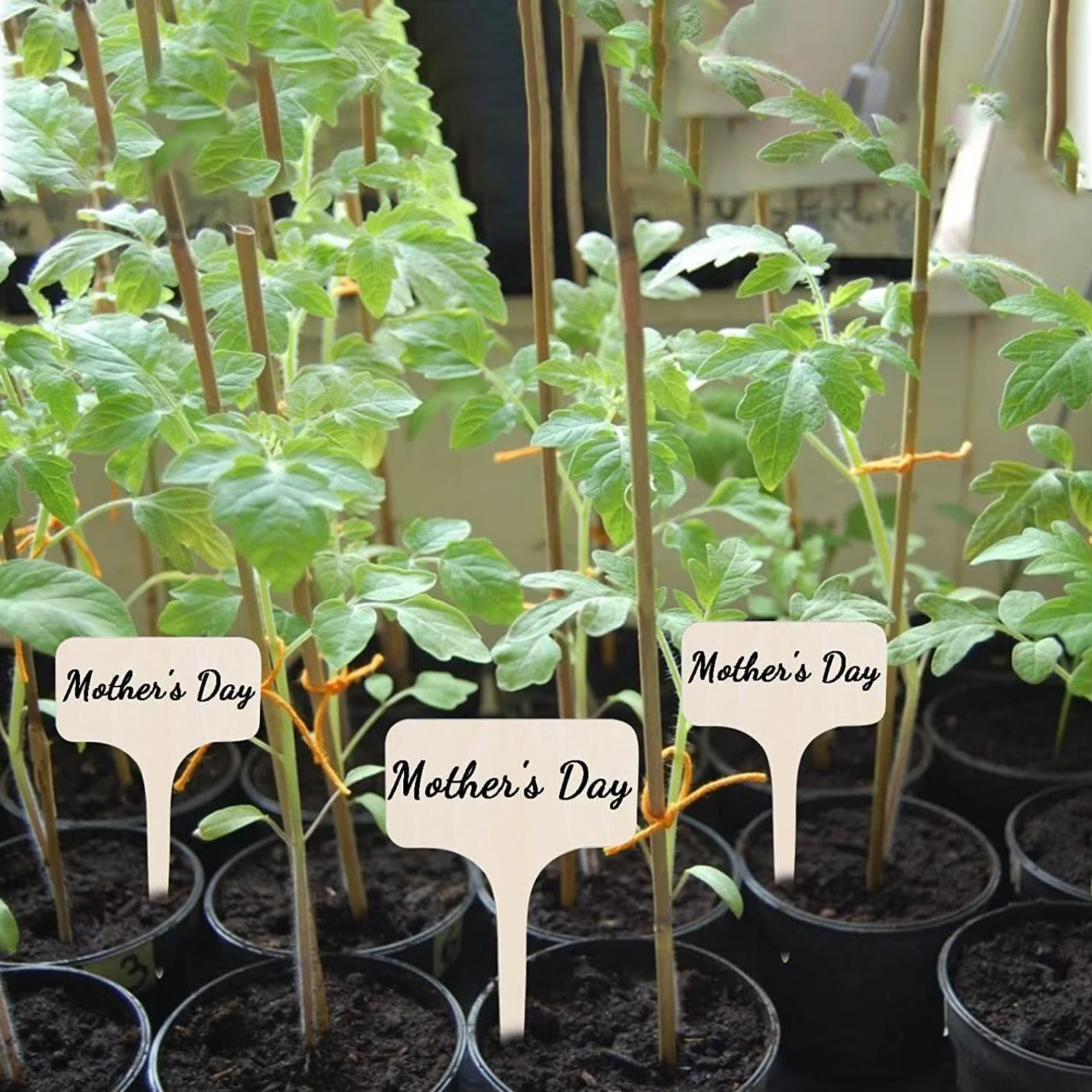 10/20/30 pièces marqueur de jardin cartes d'identification de plantes étiquettes