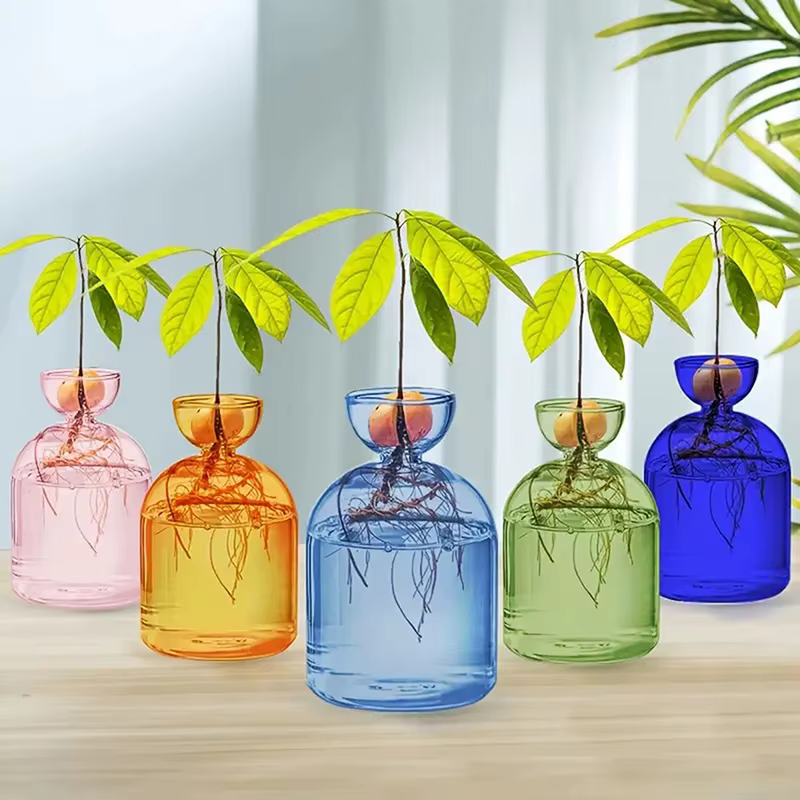Vase hydroponique Transparent coloré d'avocat