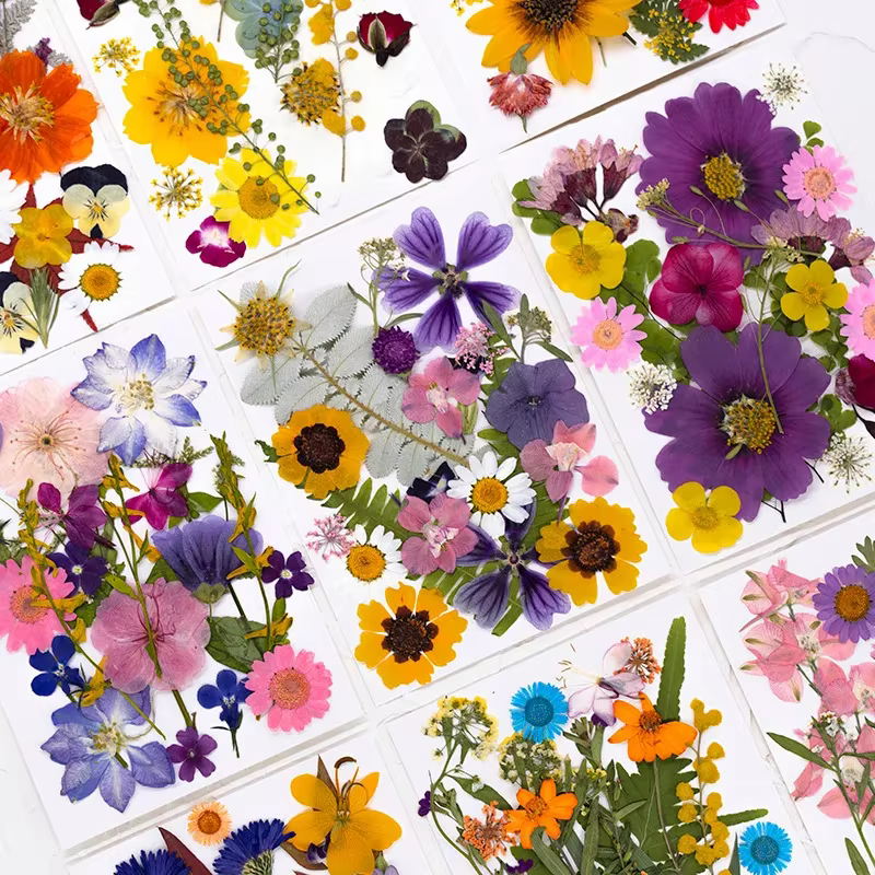 Fleurs séchées naturelles mélangées multicolores pressées pour l'art