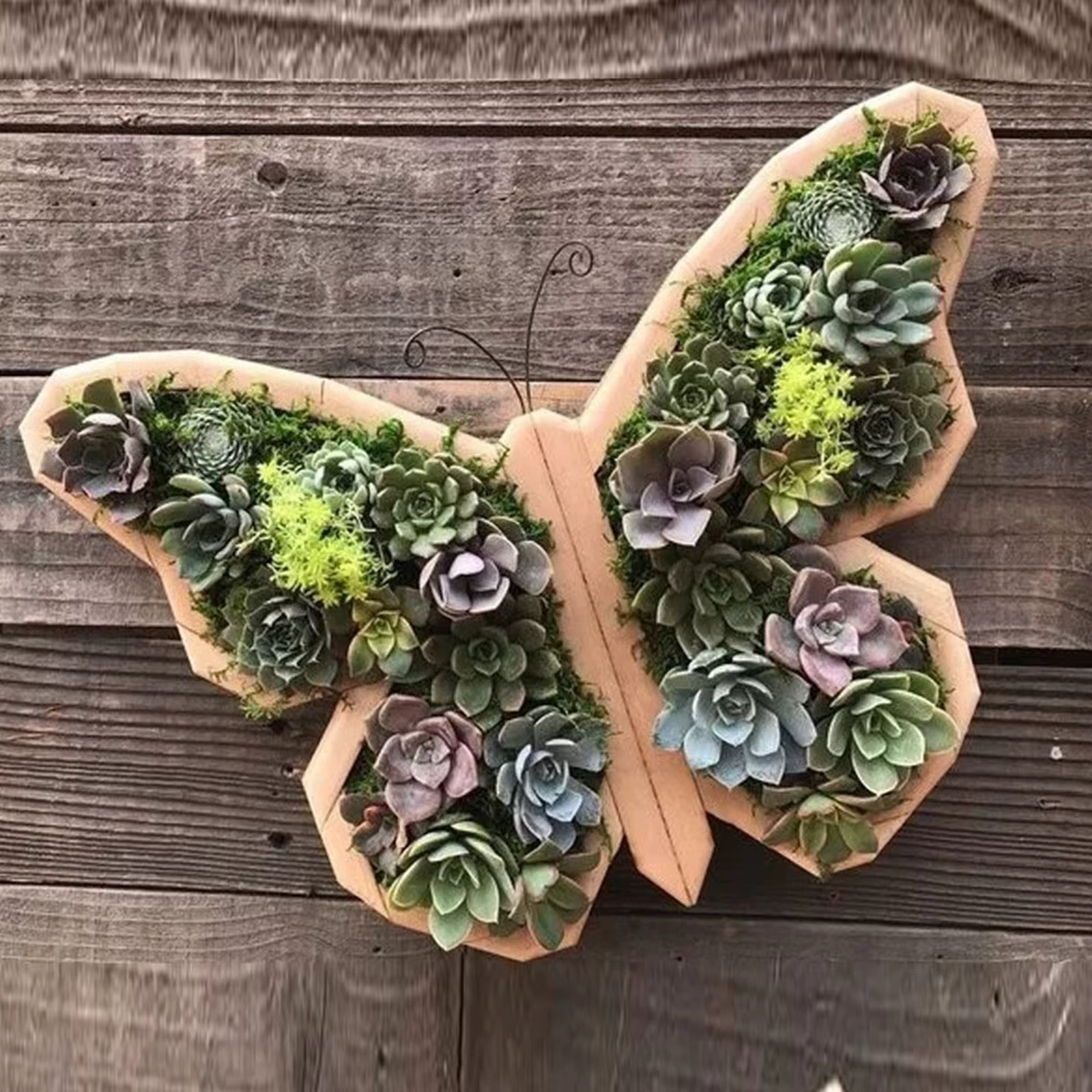 Pots de fleurs succulentes en bois en forme d'animal