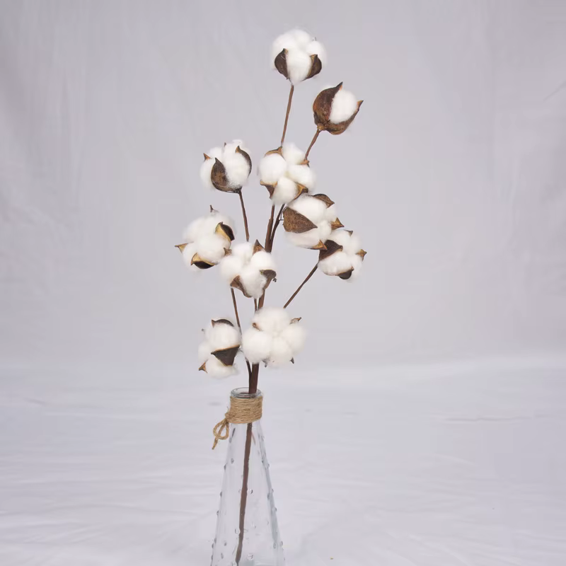 Fleurs de coton séchées naturellement