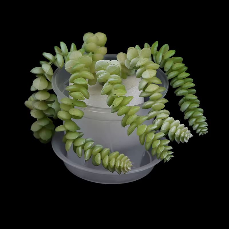 Pot de fleur transparent avec escalier