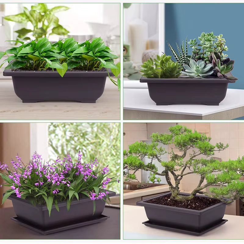 Pots d'entraînement avec plateau en plastique pour plantes bonsaï