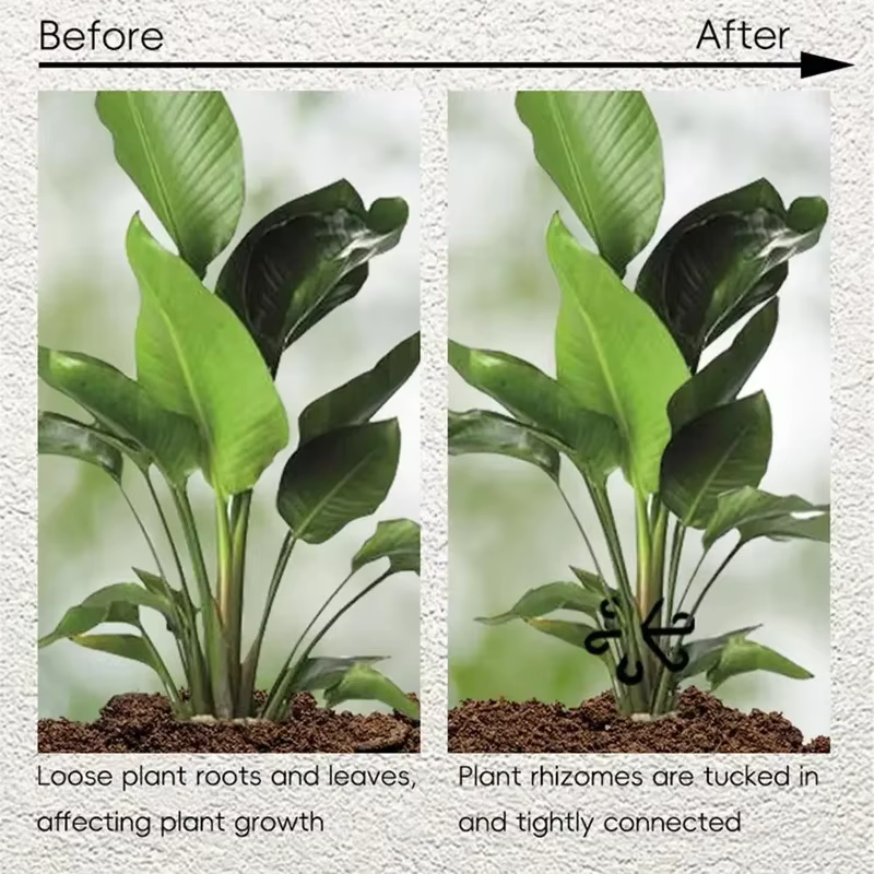 Supports de feuilles pour Alocasia et Monstera