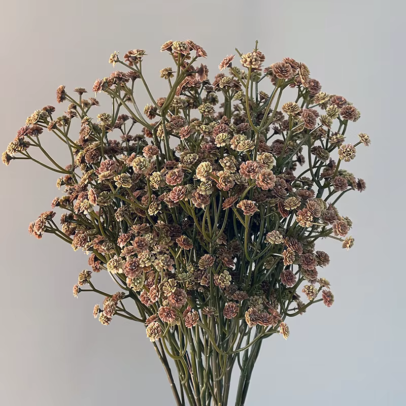 Fleur séchée Gypsophila de 62 cm de haute qualité