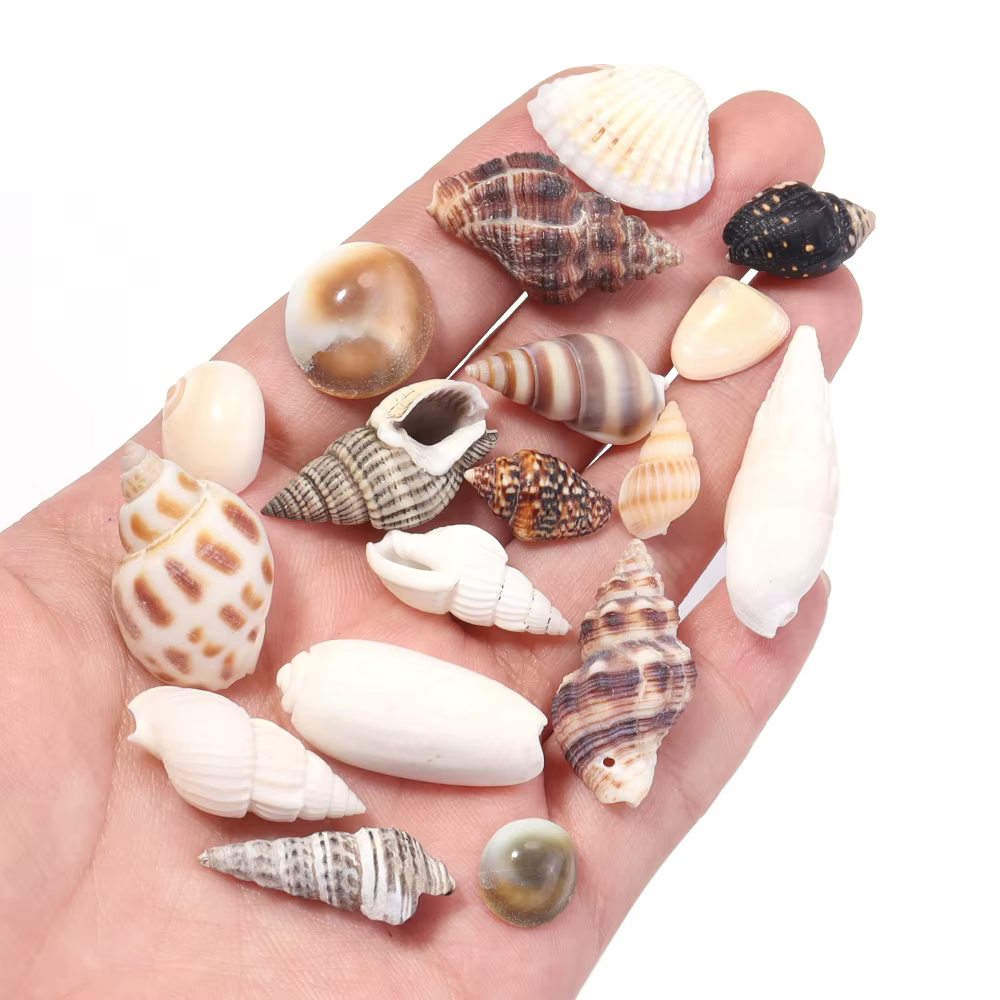 40g / lot Fleur de mer escargot Shell perles Perles d'espaceur lâches pour la fabrication de bijoux Bracelet bricolage Pendentif Chaîne de sacs clés téléphone Accessoires