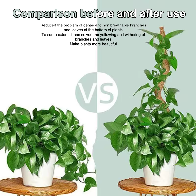 Poteau de mousse pour plantes Monstera