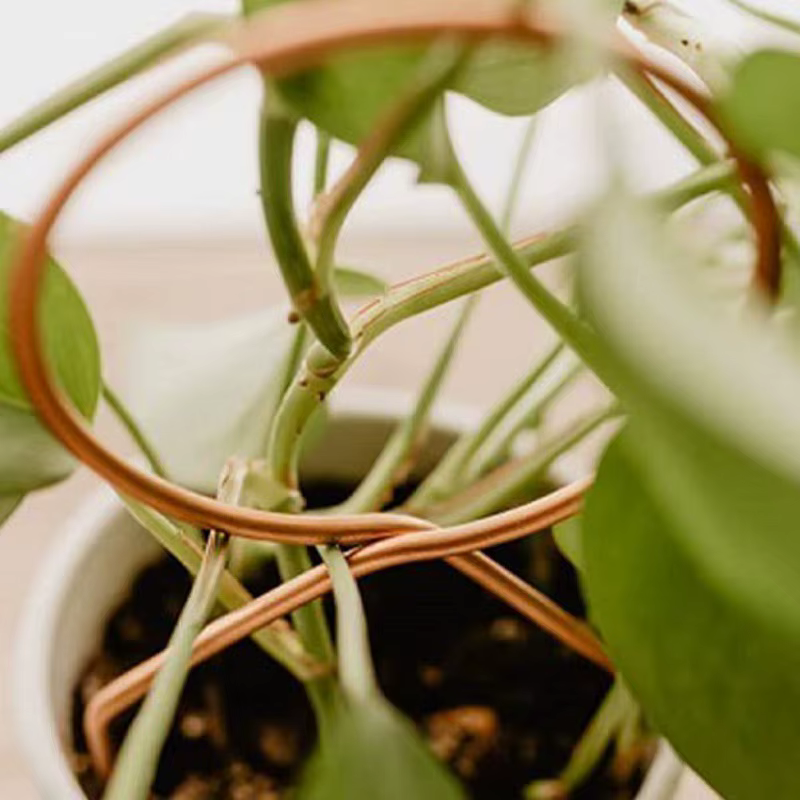 Support d'escalade pour plantes
