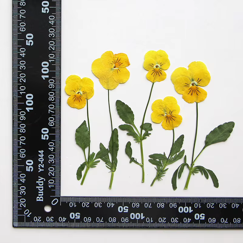 12 pièces/7-10cm, Corydalis coins jaune naturel pressé fleur sèche bricolage signet goutte