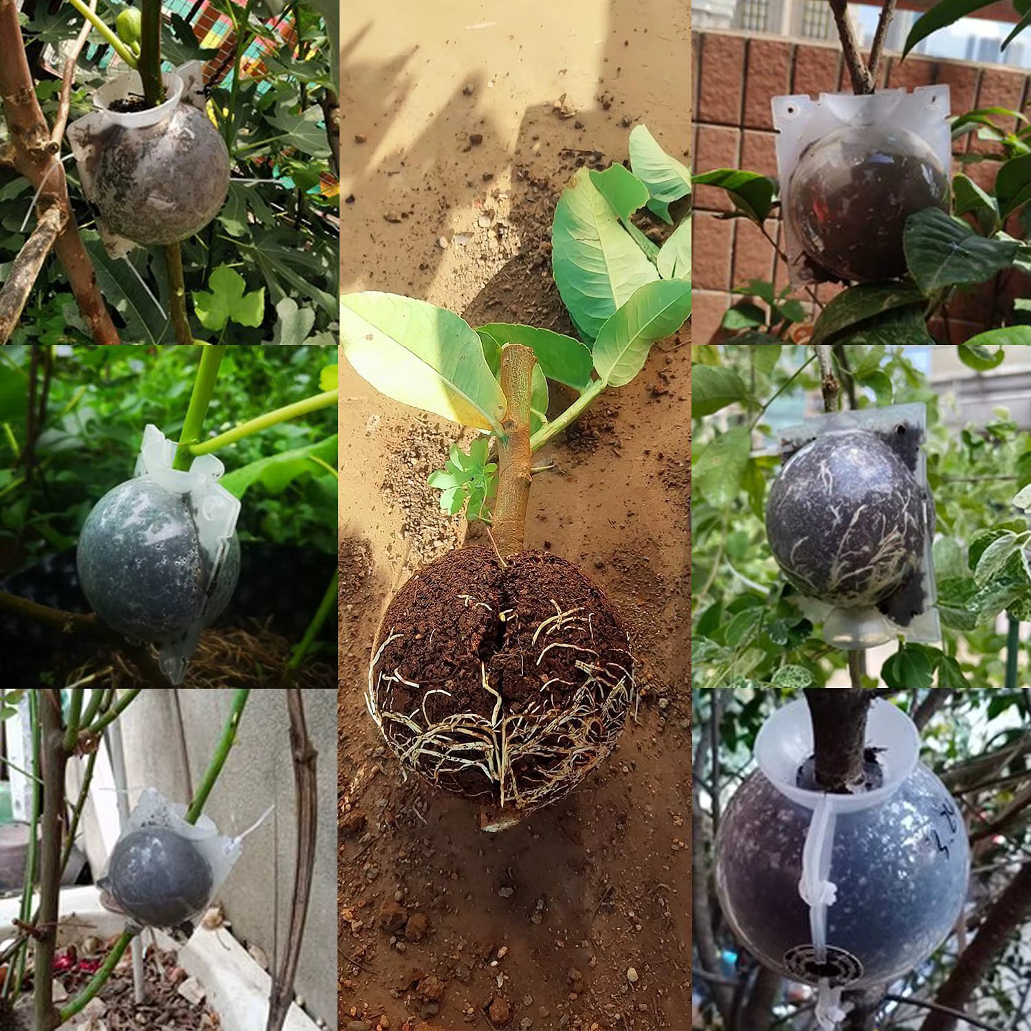 Lot de 5/30 boules de bouturage haute pression pour plantes