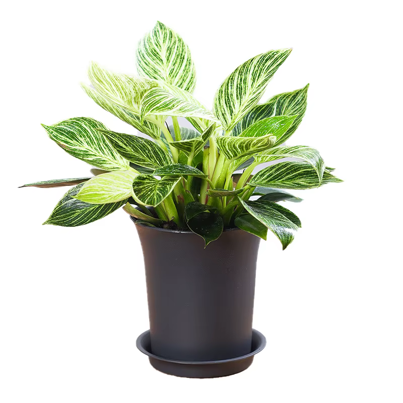 Pots polyvalents noirs taille haute