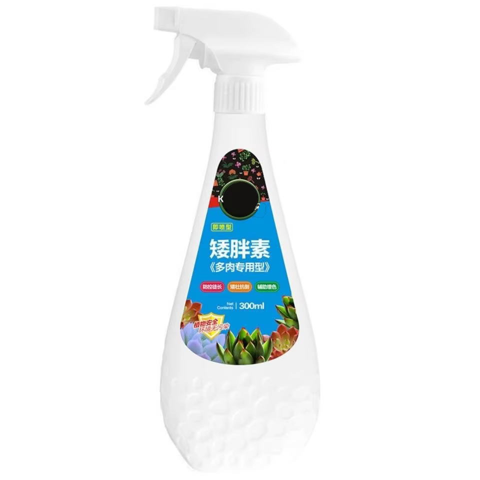 Plante succulente de 300ml