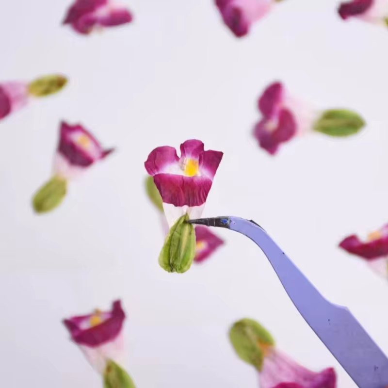 12 pièces, fleurs séchées naturelles de Torenia