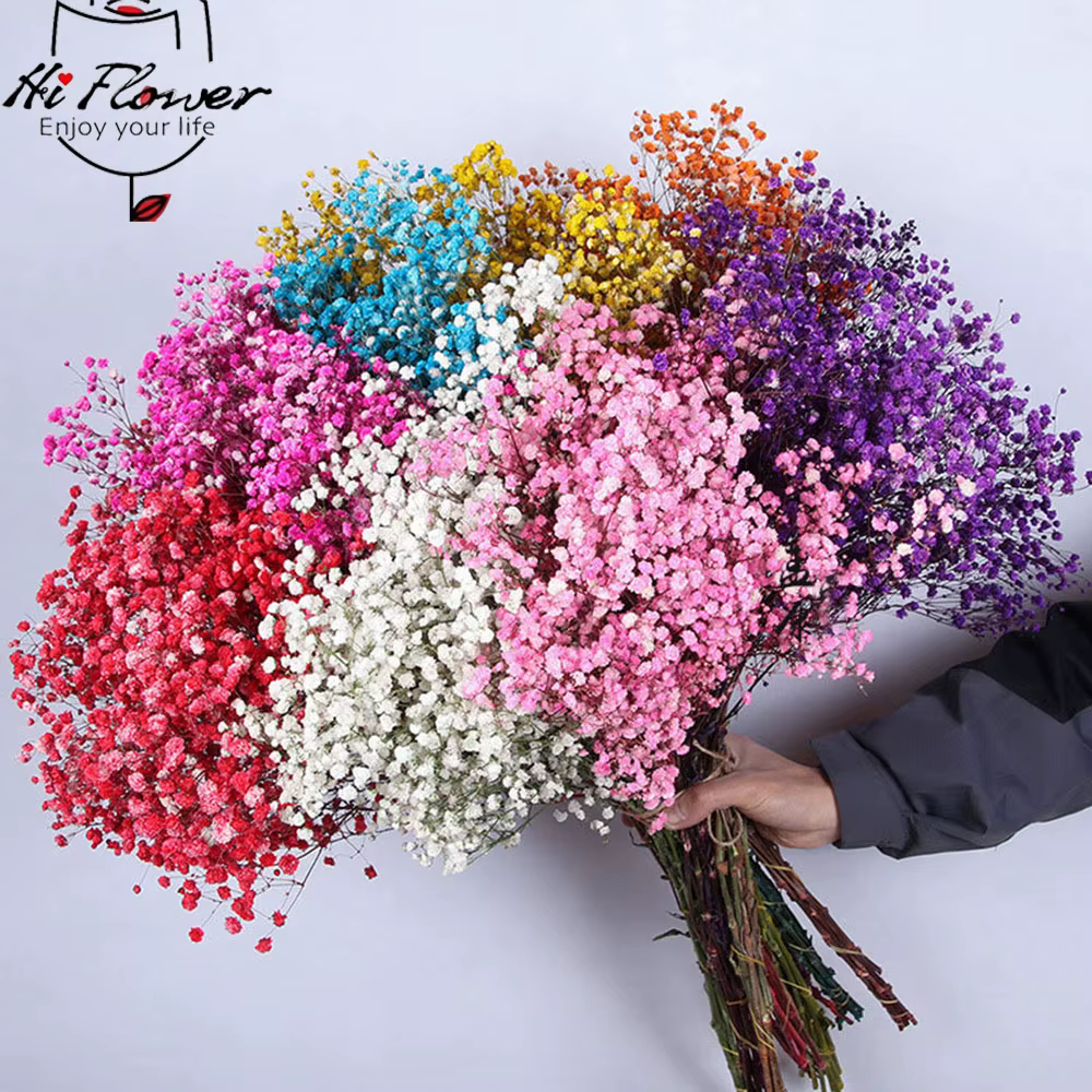 Bouquet de fleurs de gypsophile séchées naturelles