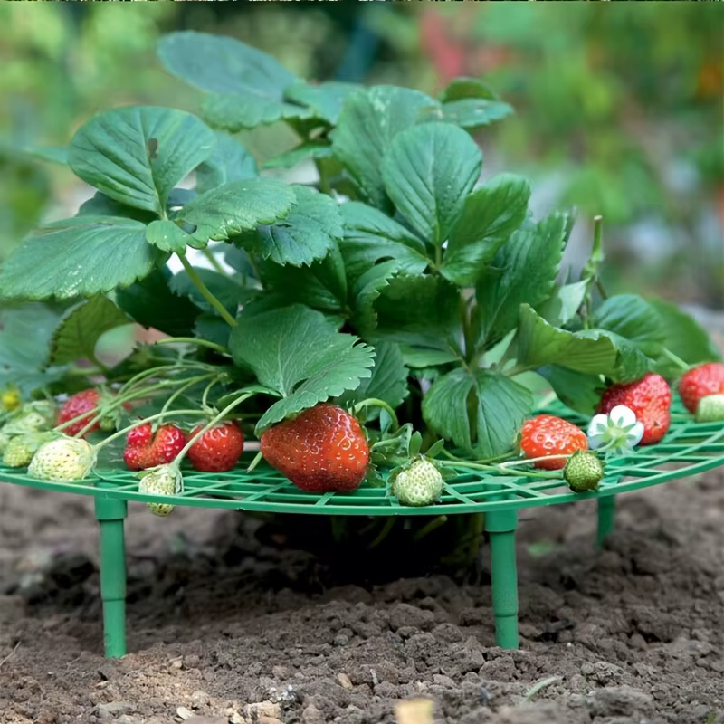 Support de plantation de fraises vertes