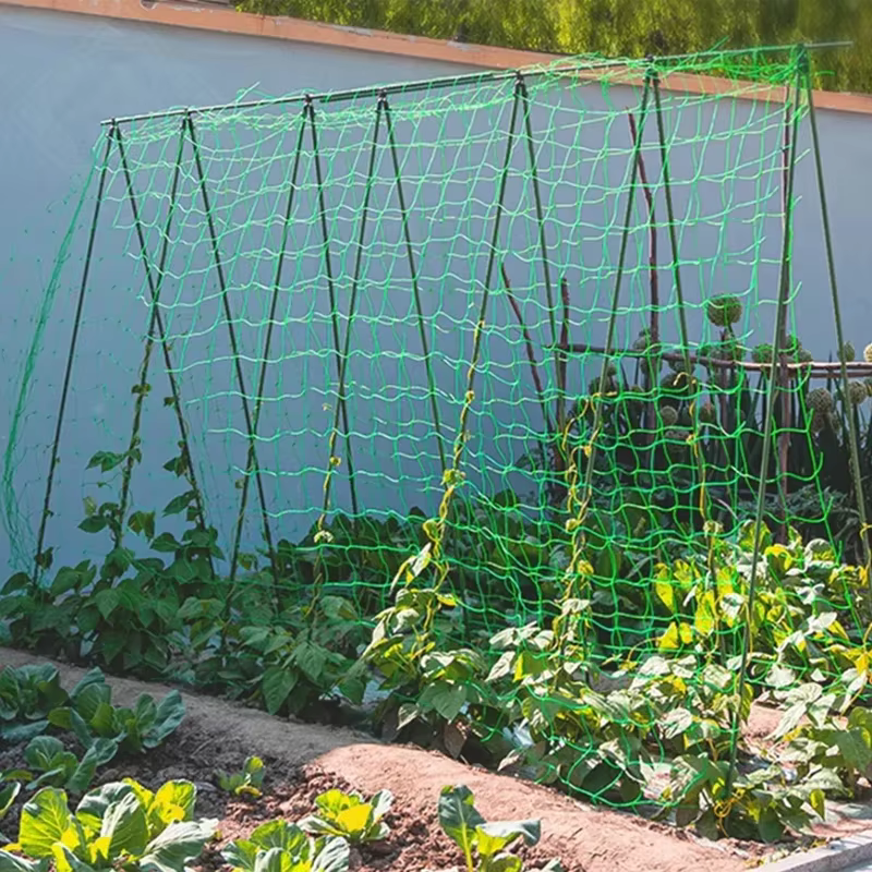 Pergolas à treillis pour plantes