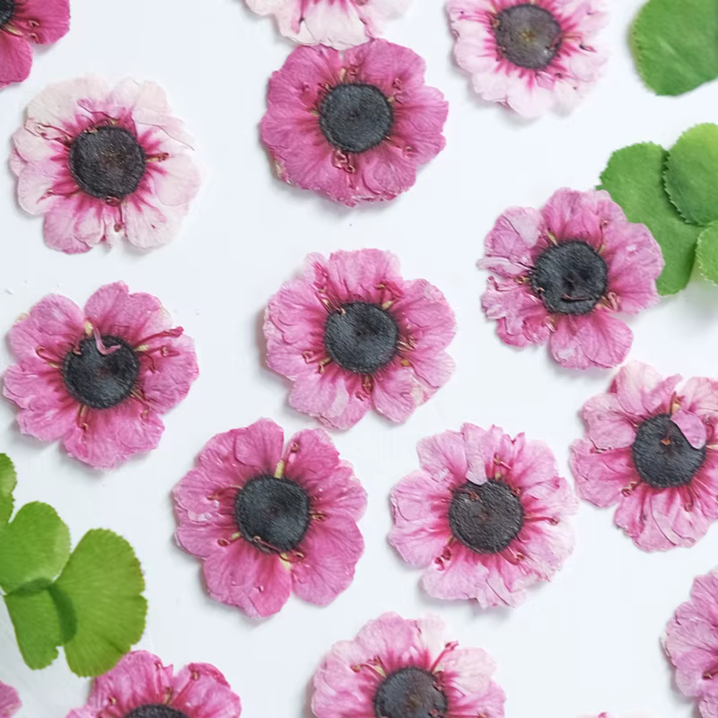 1-2cm/12pcs, Têtes de fleurs de Manuka rouges pressées