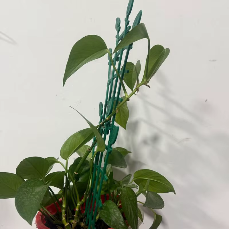Treillis de plantes pour Pots 4X