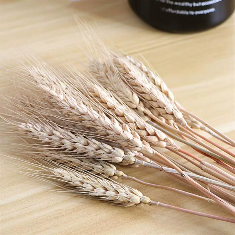 Sunks de blé séché naturel pour la décoration