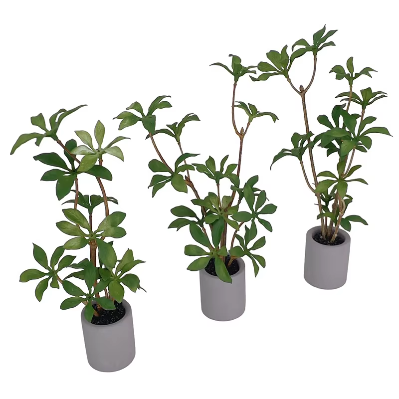 Plante l'inventaire en pot pour maison de courses