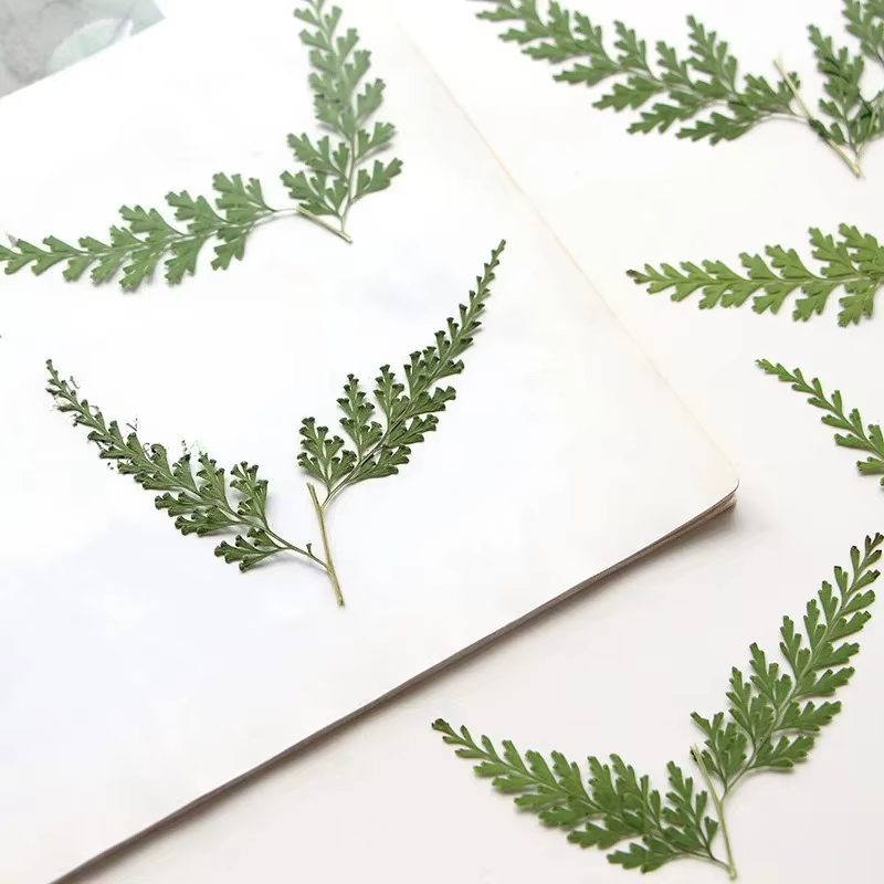 Nature PMurcia Fern Branches