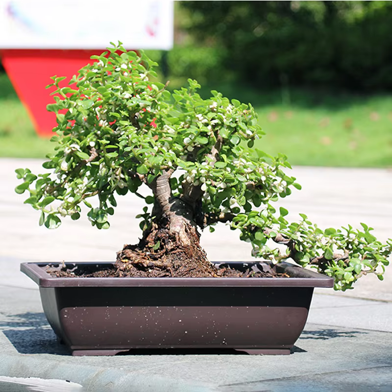 Pot de fleur en plastique