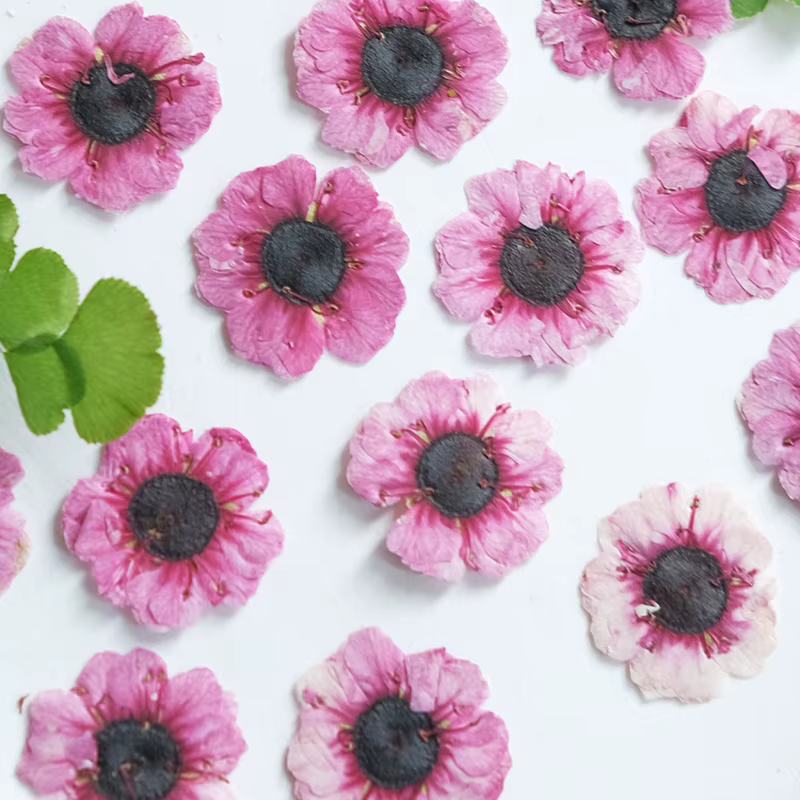 1-2cm/12pcs, Têtes de fleurs de Manuka rouges pressées