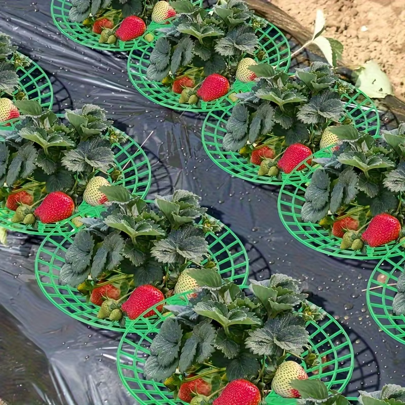 Support de plantation robuste pour fraises et pastèques (20/50 pièces) - Cadre
