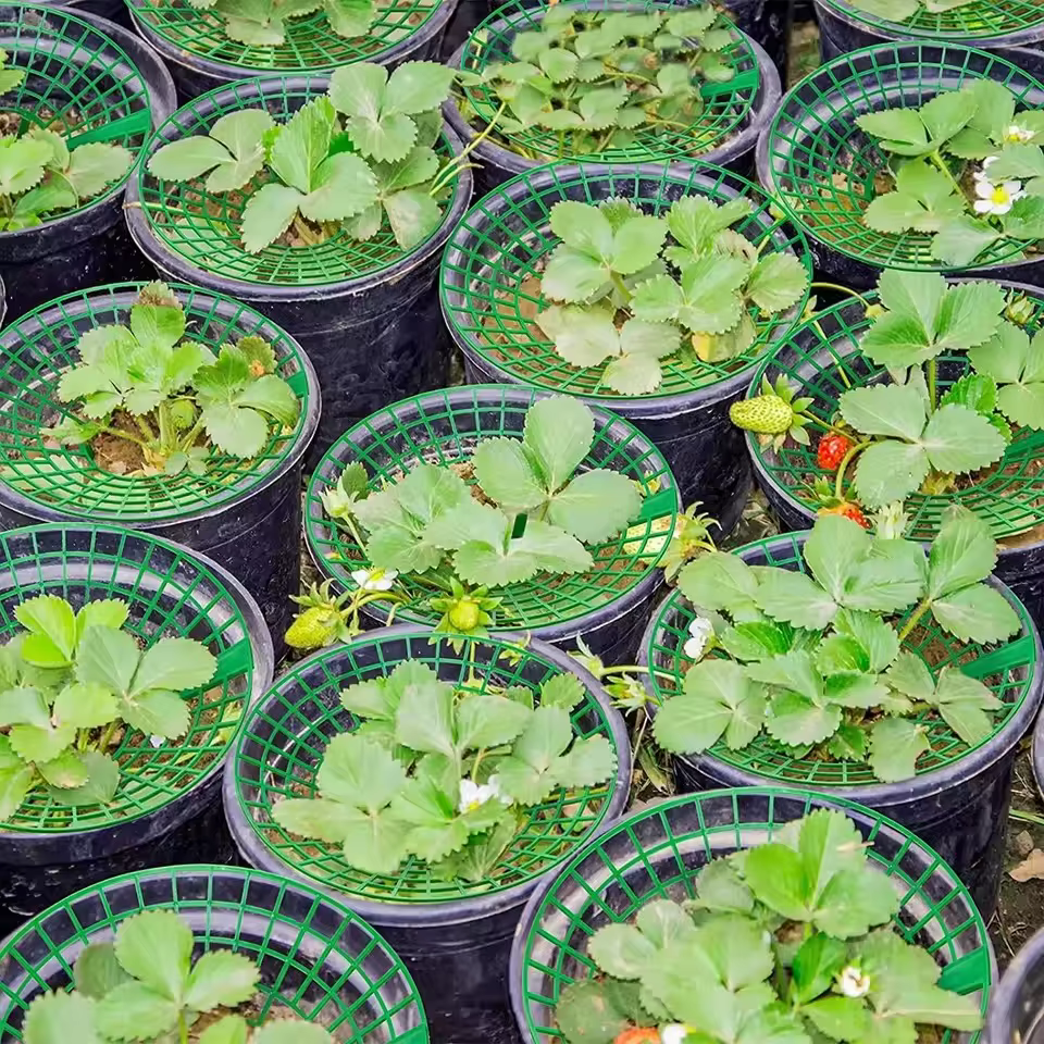 Supports pour plantes à fraises