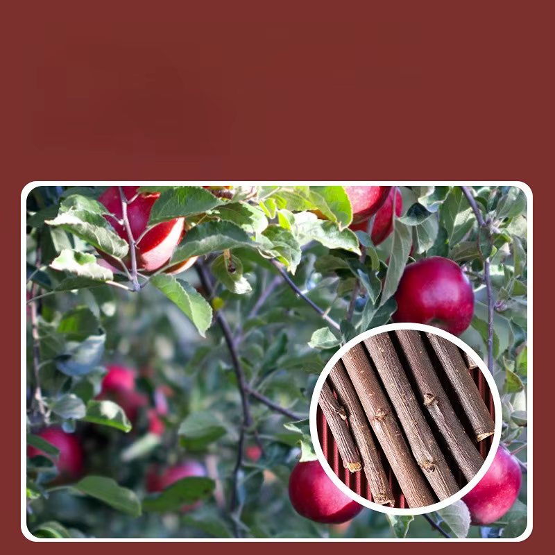 Branche d'arbre à pommes naturelles