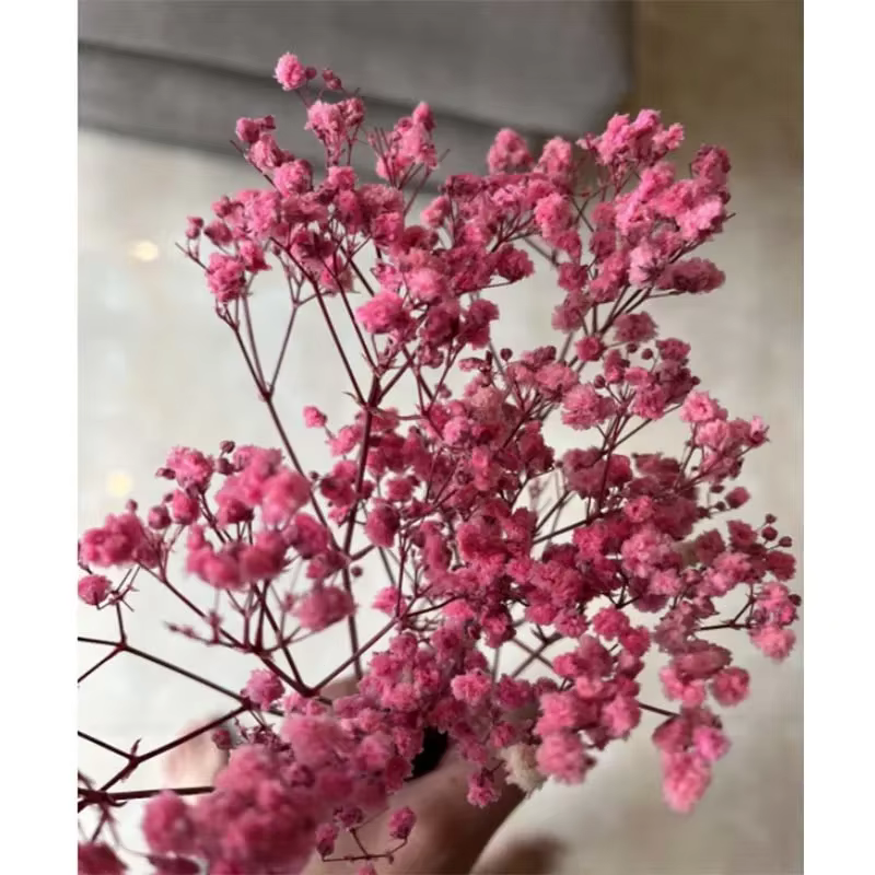 Bouquets de fleurs séchées Gypsophila fraîches naturelles conservées