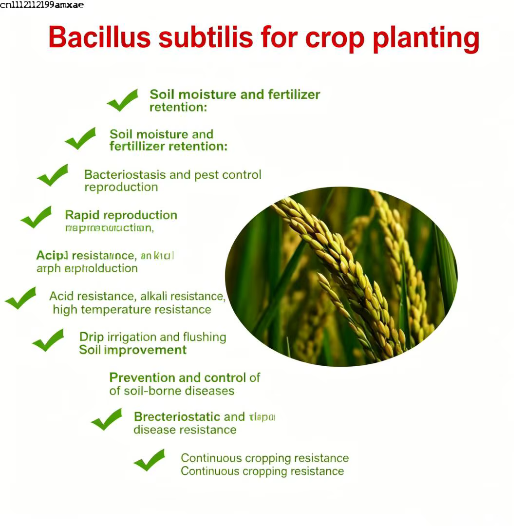 Bacillus subtilis de haute pureté pour la croissance des plantes