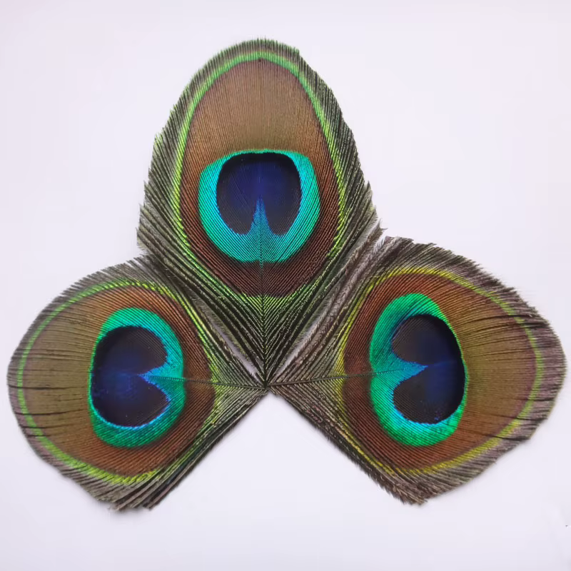 Grand Oeil de Plume de paon naturel bleu