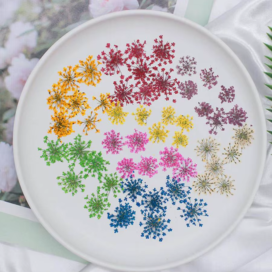 100 pièces pressées séchées 15-20mm Ammi Majus fleurs plante herbier pour bijoux carte postale
