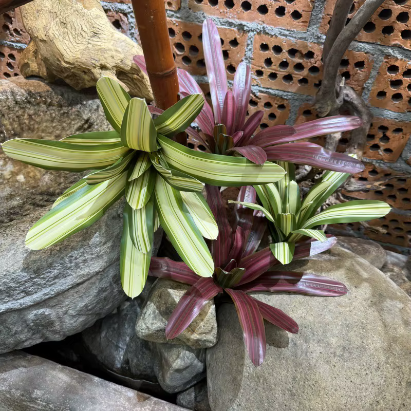 Bromeliad artificiel en pot