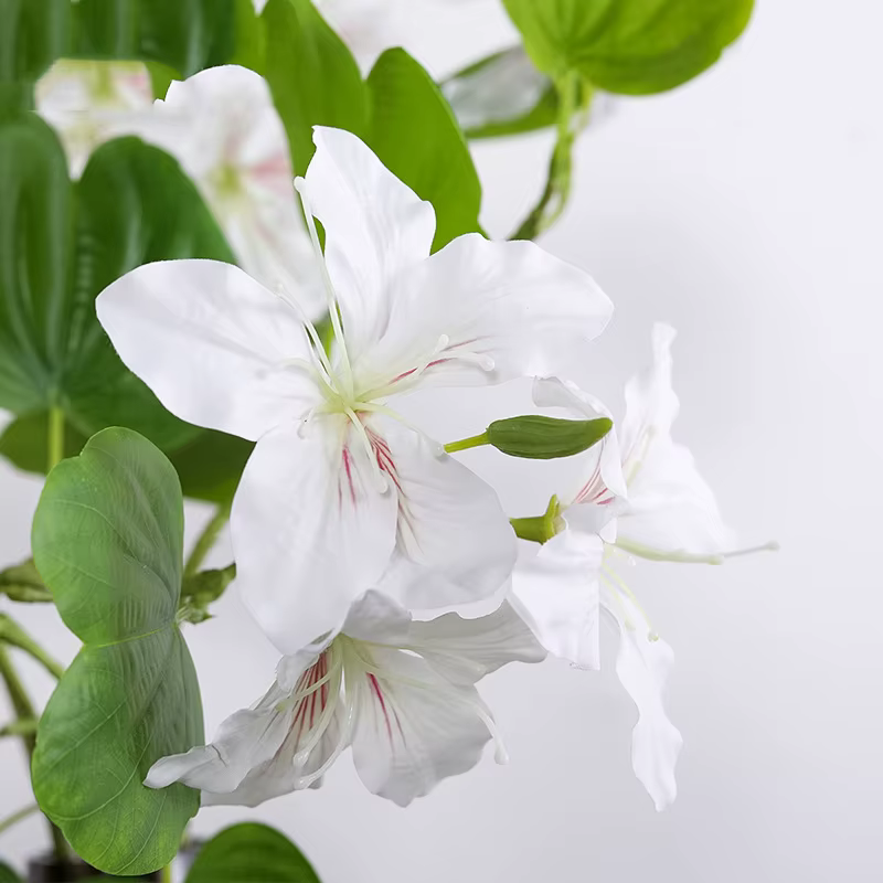 Branche de fleur Bauhinia blanche