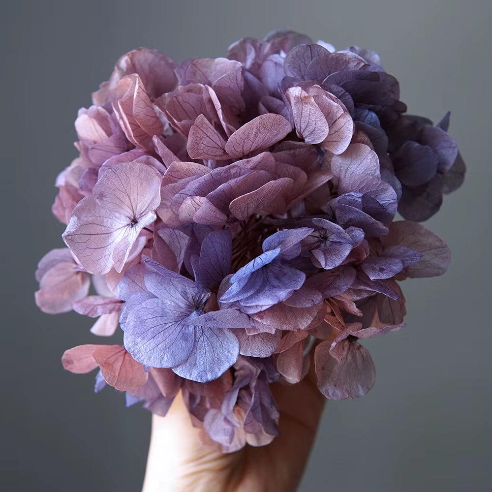 Hortensia gros pétales Macrophylla