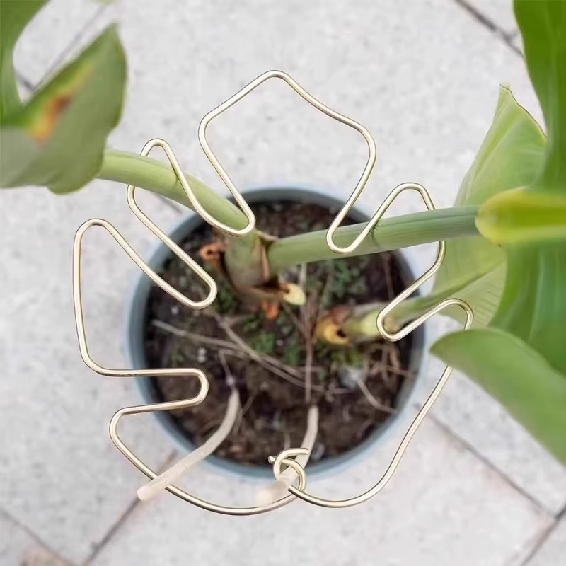 Support de tige de plante à usage intérieur et extérieur