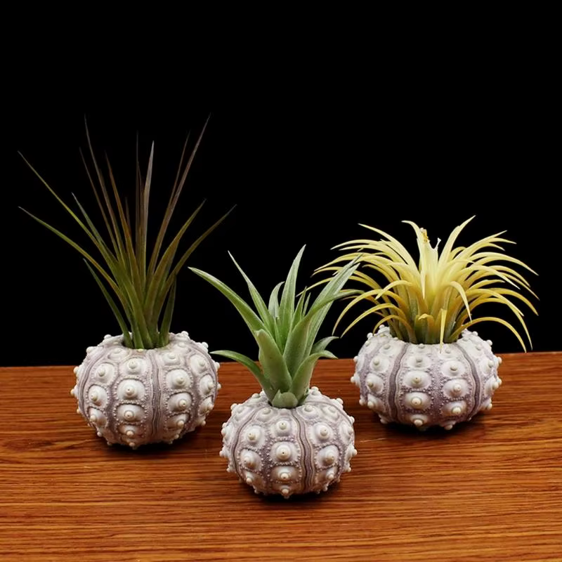 Plantes à air orchin mer