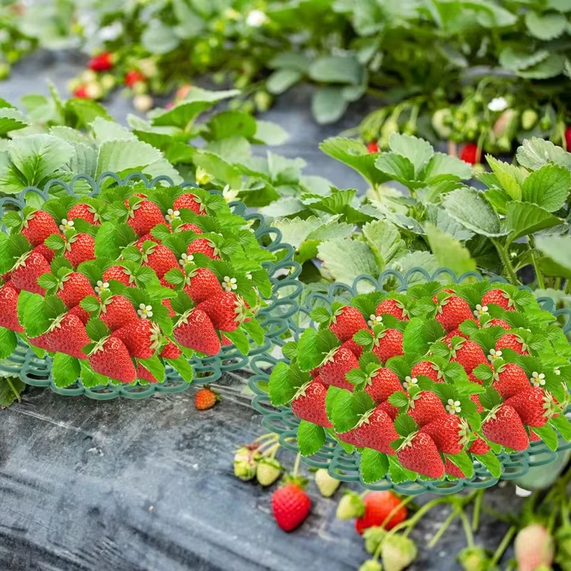 Support pour plantes à fraises