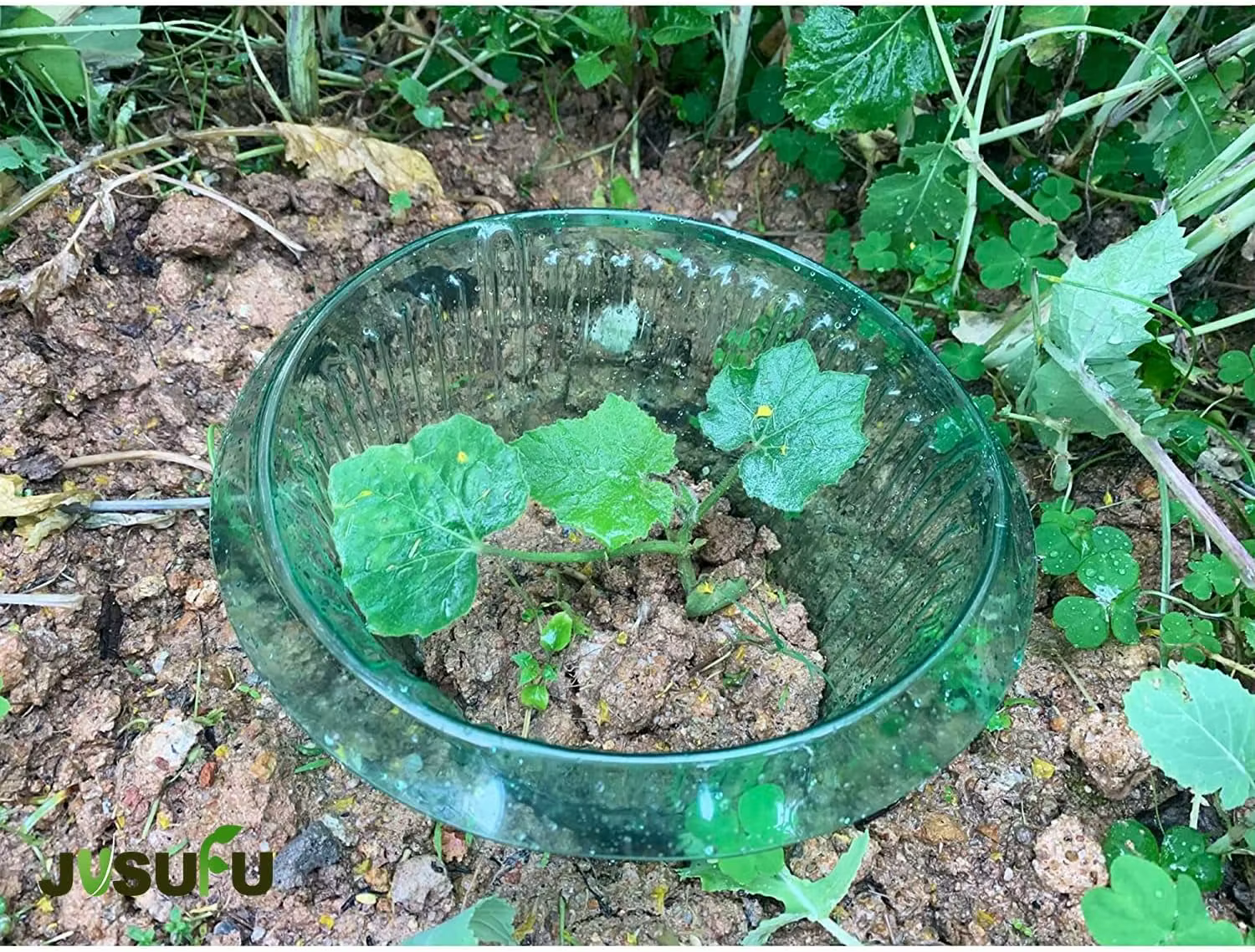 1/30 pièces Anneaux de protection anti-légionnaires pour plantes