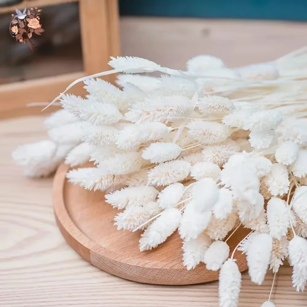 50 pièces de fleurs séchées Phalaris Pampas