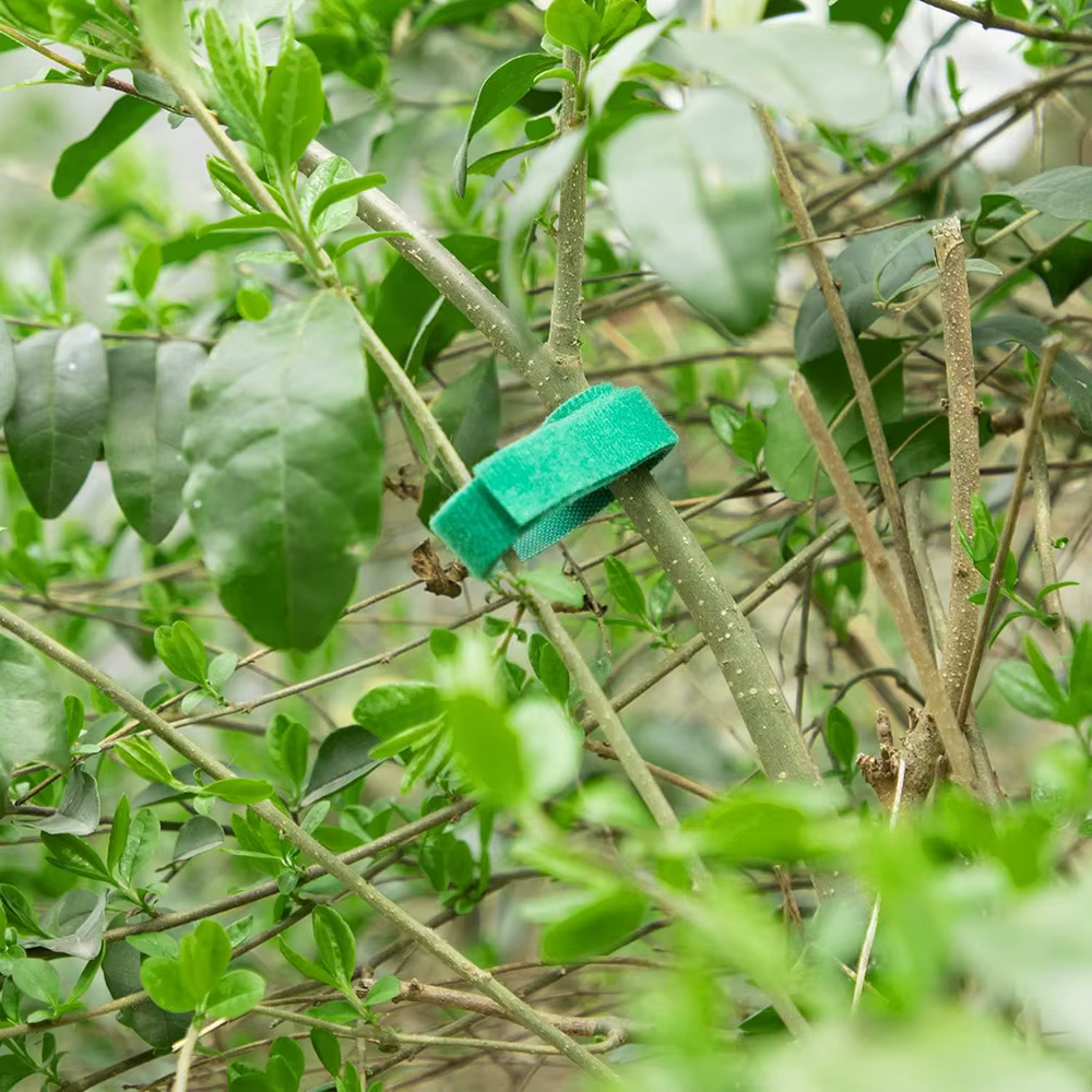 Attaches Réutilisables pour Plantes Grimpantes de 10 m – Sangles en Nylon pour Soutien de Tomates