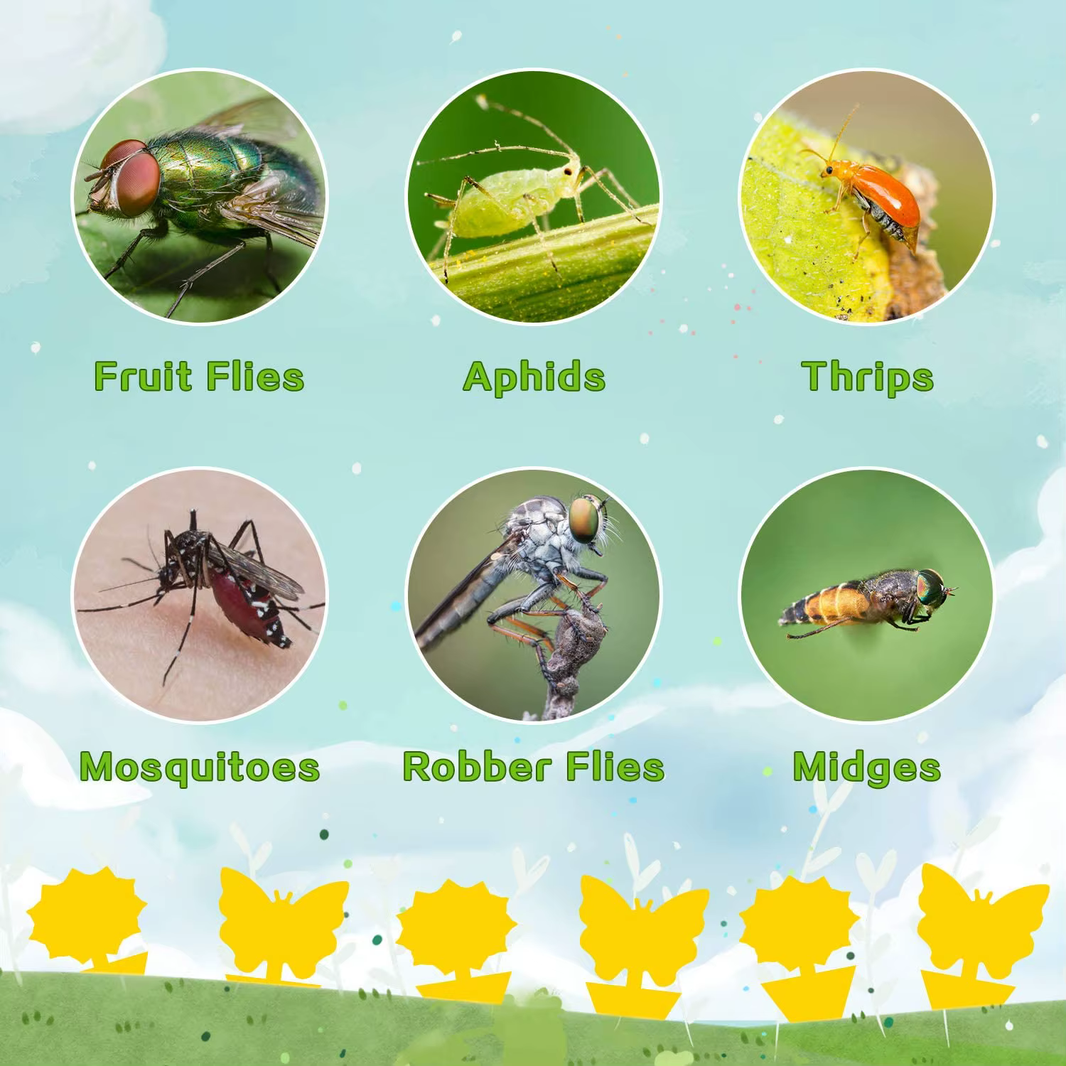 Pièges à insectes pour protéger les plantes