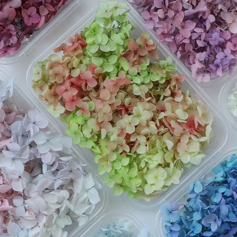 Anna – hortensia de couleur dégradée