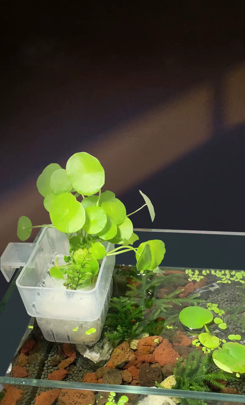 Panier hydroponique Transparent pour Aquarium