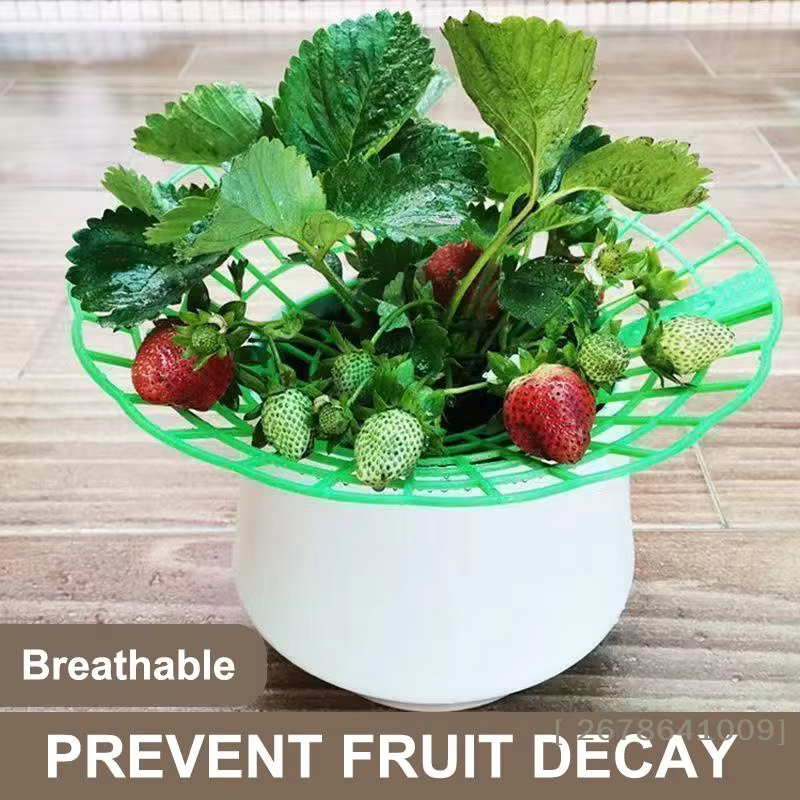 ⚑ Support pour plantes de fraises avec pieds