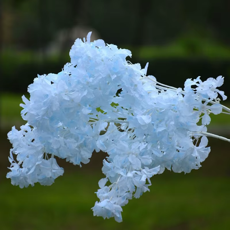 Étoile de ciel couverte de neige sans fleur